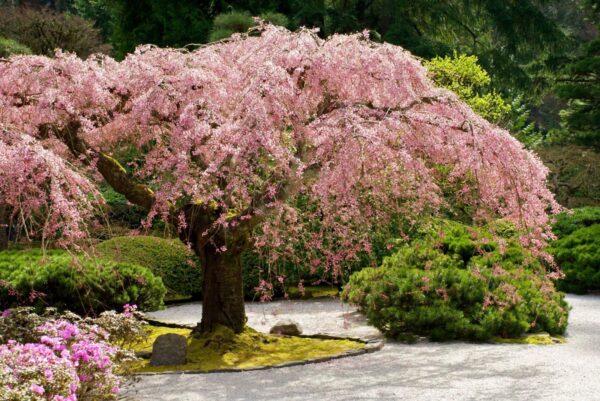 В Японии солитером выступает сакура – цветущая вишня