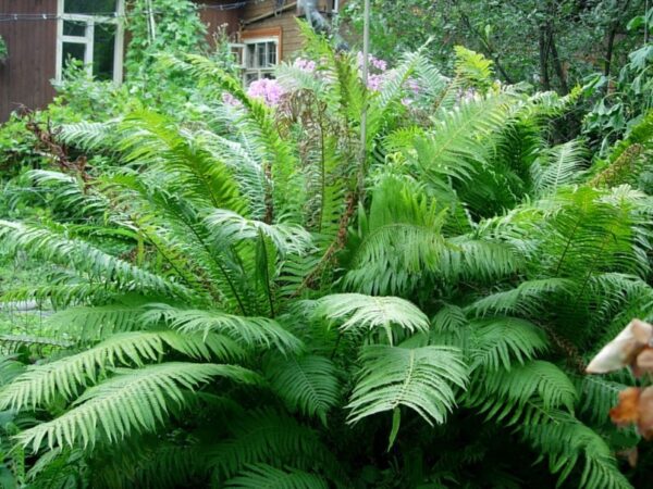 Папоротник - одно из самых древнейших растений на Земле