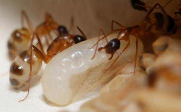 Отпугивание муравьев