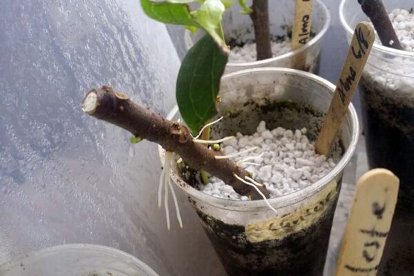 Выращивание киви с помощью черенков