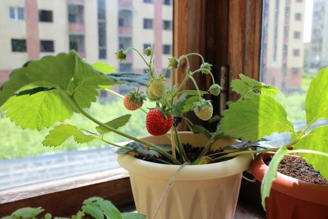 Как вырастить клубнику на подоконнике? Советы опытных садоводов