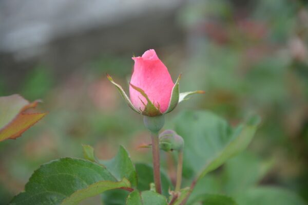 Бутон молодой розы