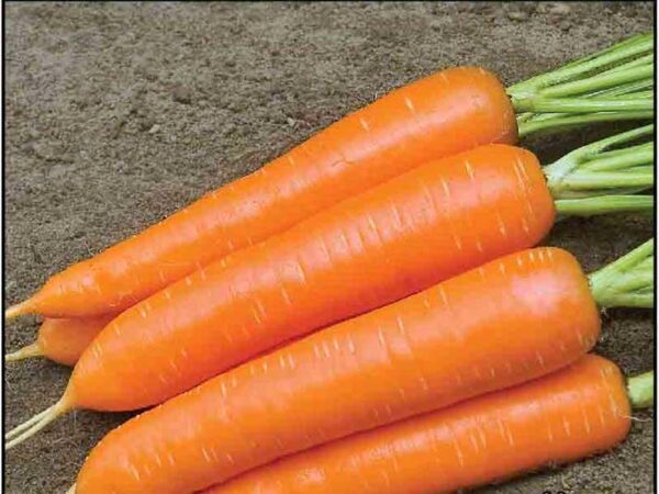 Несравненная морковь
