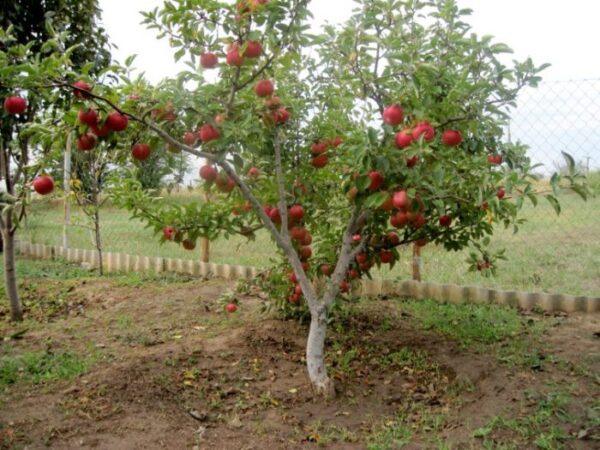 В отличие от обычной садовой яблони карликовая не займет слишком много места