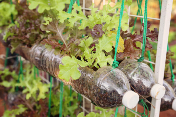 Растения в бутылках используем на даче