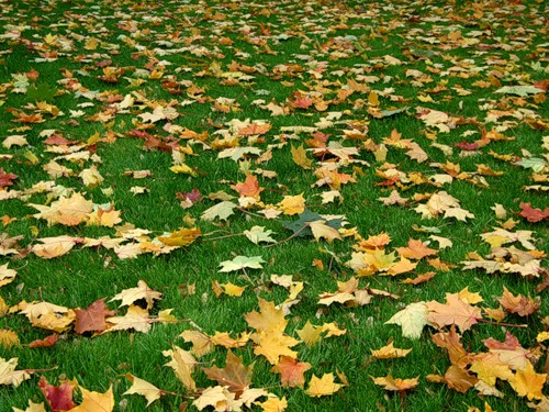 Измельчите листья с помощью газонокосилки и ваш газон будет удобрён