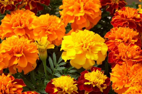 Уже в июне вас порадуют первыми бутанами новые цветочки Бархатца