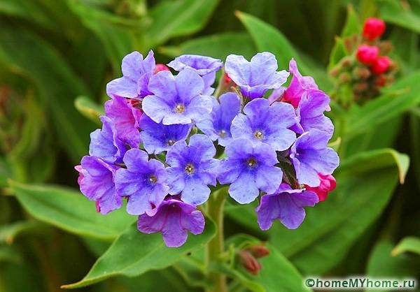 Медуница с фиолетово-синими цветками