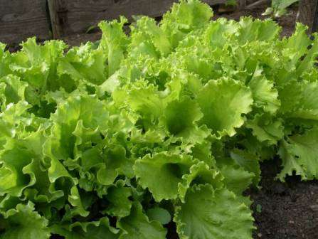 Выращиваем салат сами и получаем урожай до четырёх раз за сезон, например, Кудрявый Одесский салат