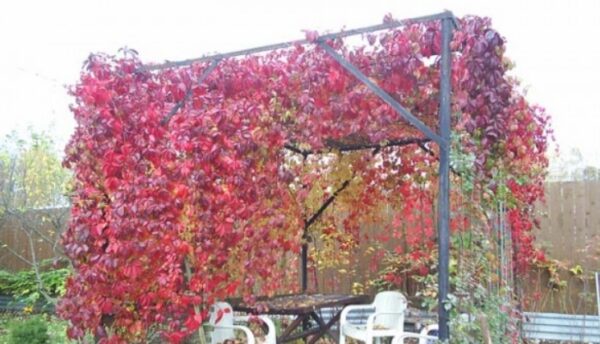 Осенью листья девичьего винограда приобретают яркую окраску